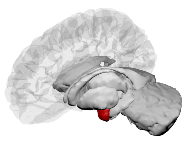 Amygdala