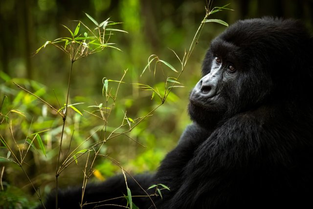 The 5 Most Iconic Rwanda Safari Vacations.jpg