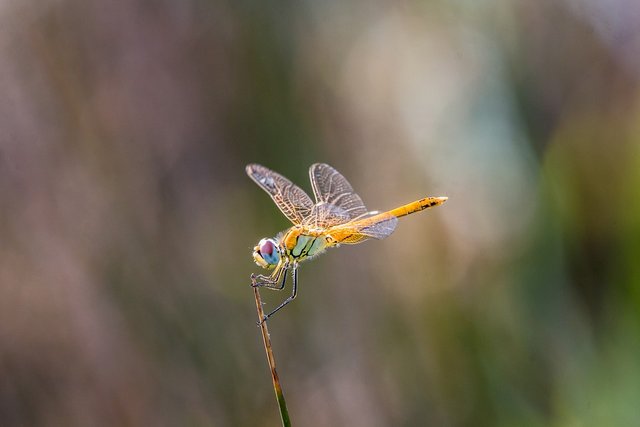 dragonfly-2591615_960_720.jpg