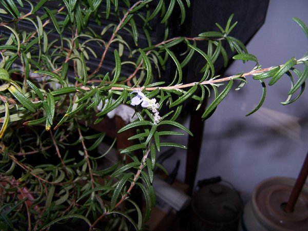 Rosemary - first flower crop November 2019.jpg