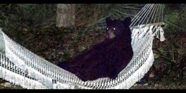 BEAR-IN-A-HAMMOCK.jpg