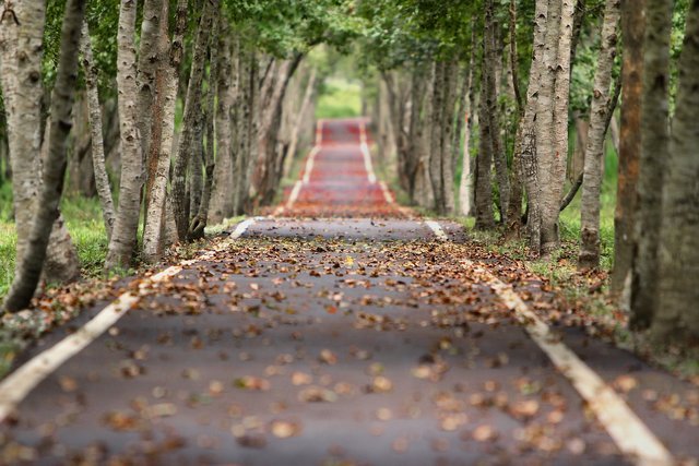 road.jpg