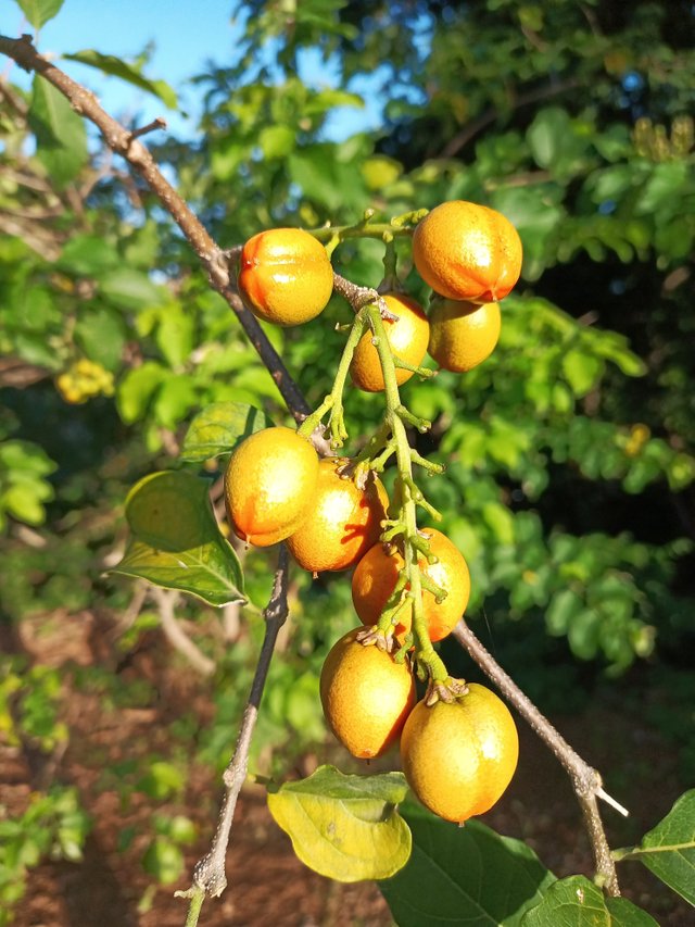 Frutas en el árbol.jpg