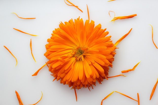 calendula-4331775_1280.jpg