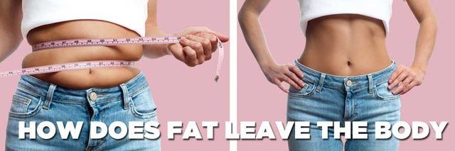 how-does-fat-leave-body.jpg