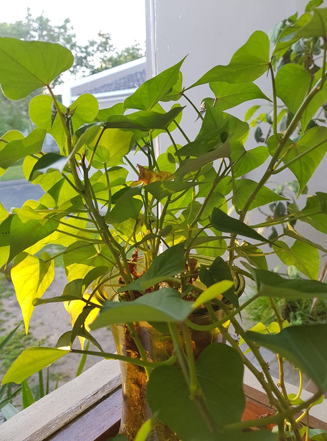 sweet potato.png