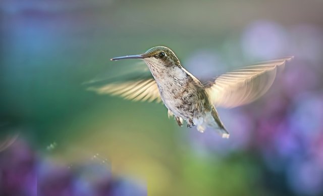 hummingbird-5477966_1280.jpg
