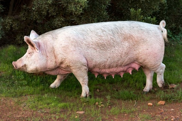 pig-4111895_1280.jpg