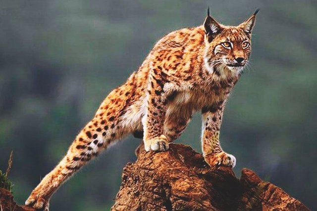 lince de la padreda.jpg