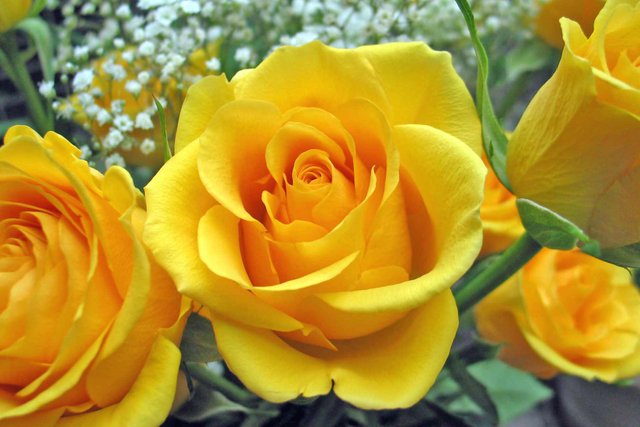 single-yellow-rose.jpg