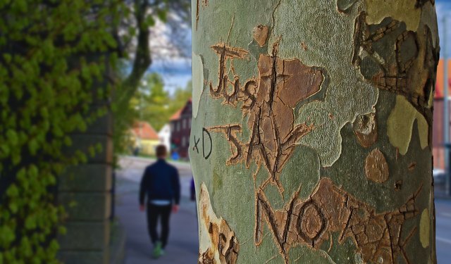 tree-trunk-1159013_1920.jpg