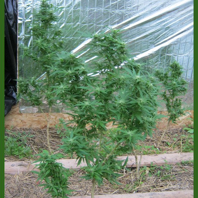 Cannabis Plants starting to bud.JPG