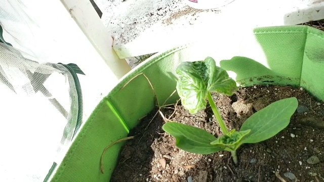 VideoCapture_20190519-144308.jpg