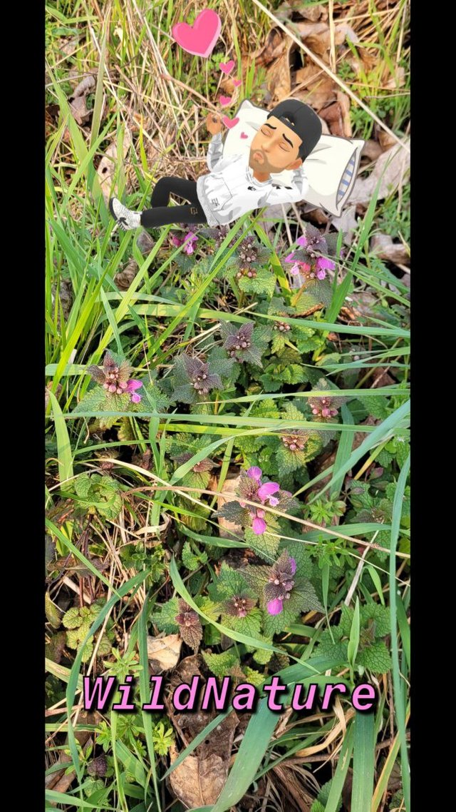 Lamium purpureum (Falsa ortica).jpg