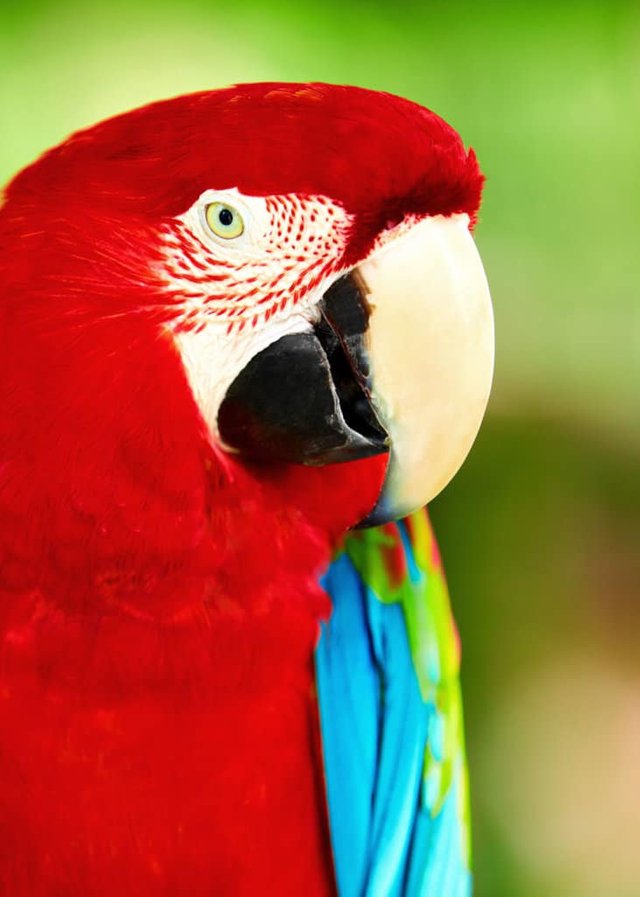 do-scarlet-macaws-make-good-pets-731x1024.jpg