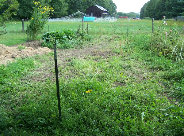 Big garden - cleared to fence crop August 2019.jpg