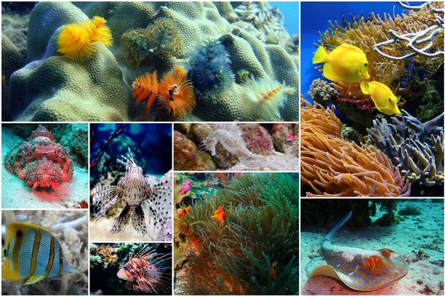 Fish-collage-1502406.jpg