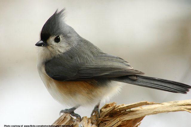 Titmouse-001-110418.jpg