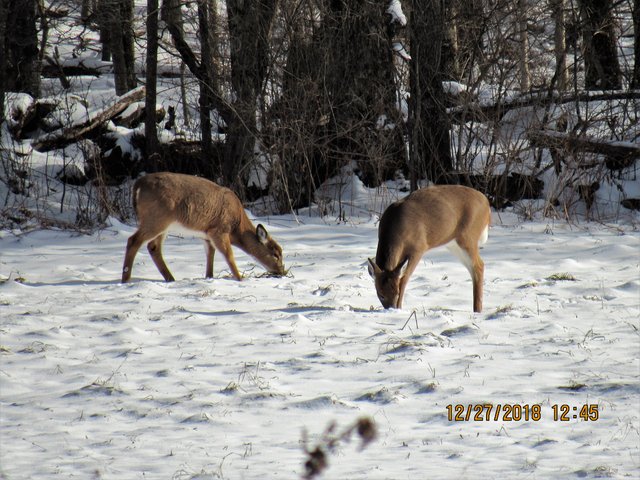IMG_0182.JPG