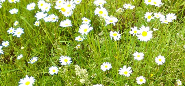 Flower Photography Daisy Angels Initial Hill May 28 2017.jpg