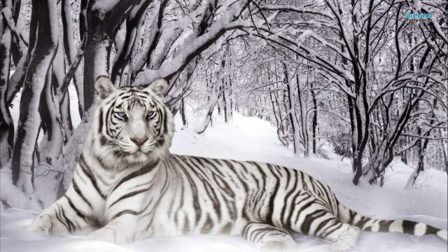 Gambar Harimau Putih.jpg