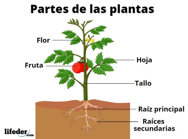 partes-de-las-plantas-lifeder-1 (1).jpg