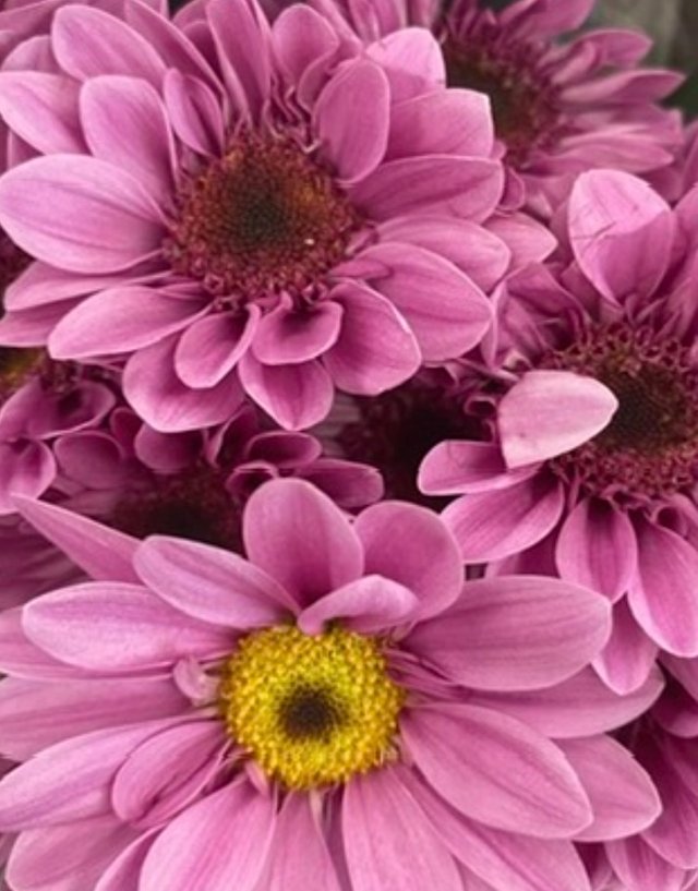 IMG_4989.jpeg