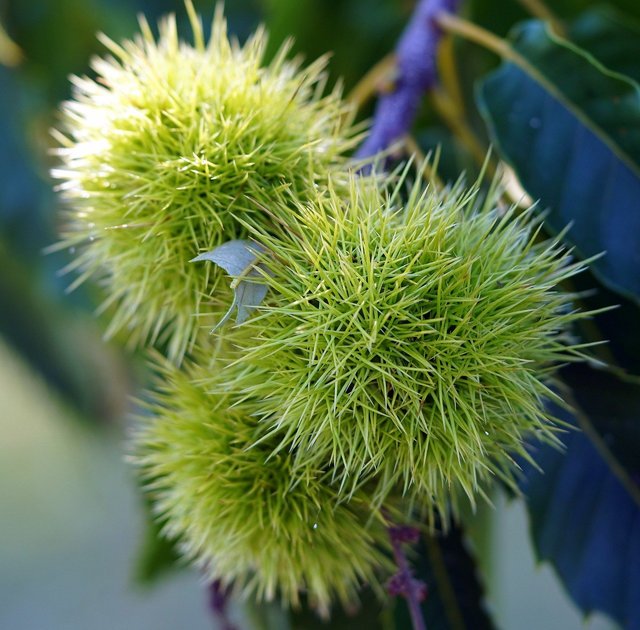 chestnuts-9103038_1280.jpg