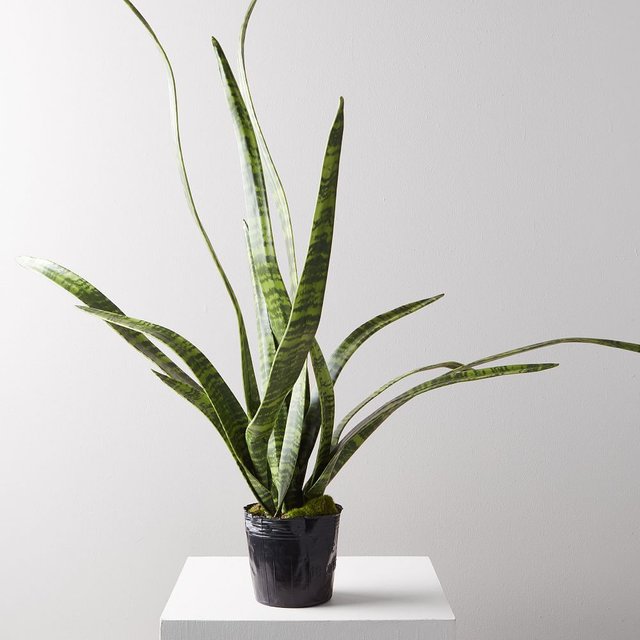 faux-potted-snake-plant-z.jpg