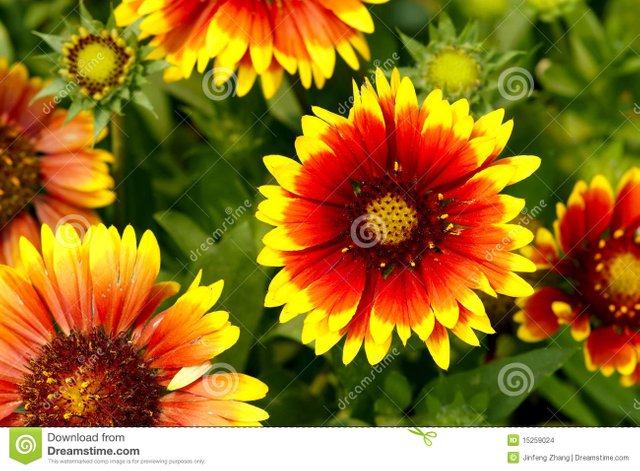 flor-del-gaillardia-15259024.jpg