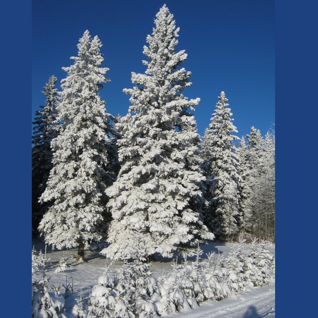 scene of 3 large snowy spruce with line of small snowy spruce in front deep blue sky.JPG