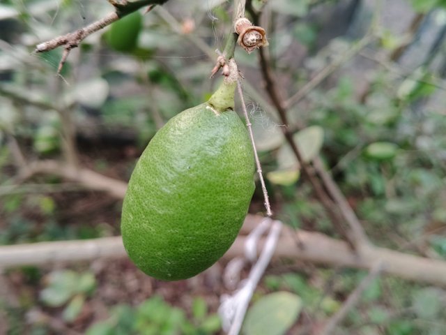 IMG_20250429_065612_572.jpg