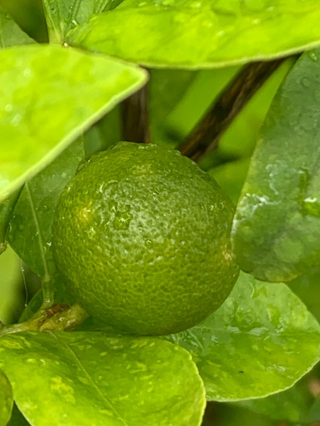my little garden11.jpg