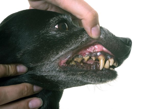 perro-basset-y-dientes-negros-viejos-93599802.jpg