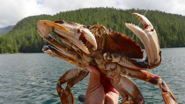 dungeness-crab-shell.jpg