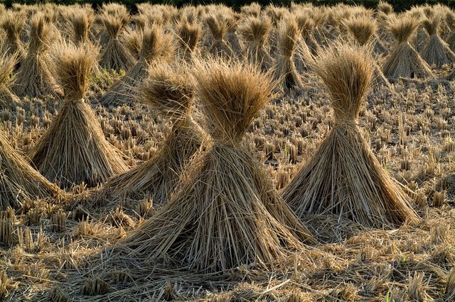 Rice straw.jpg