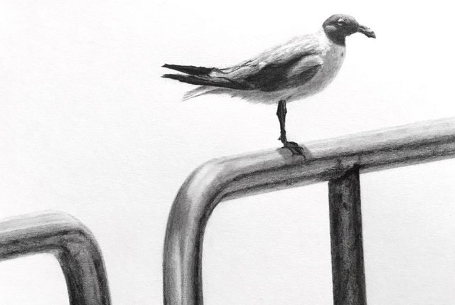 laughing-gull-graphite-drawing.jpg
