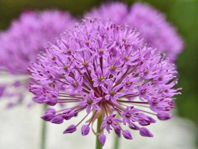 allium.jpg