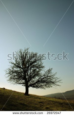 stock-photo-isolated-tree-on-a-green-field-26972047 (1).jpg