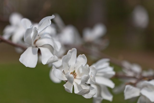 13870961794-magnolia (FILEminimizer).jpg