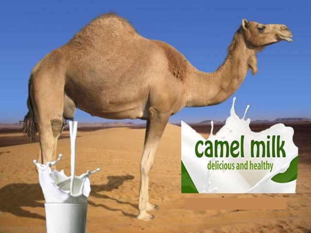 camel-milk.jpg