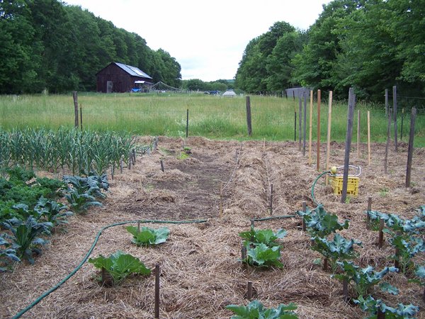 Big garden - before finishing mulching crop June 2018.jpg