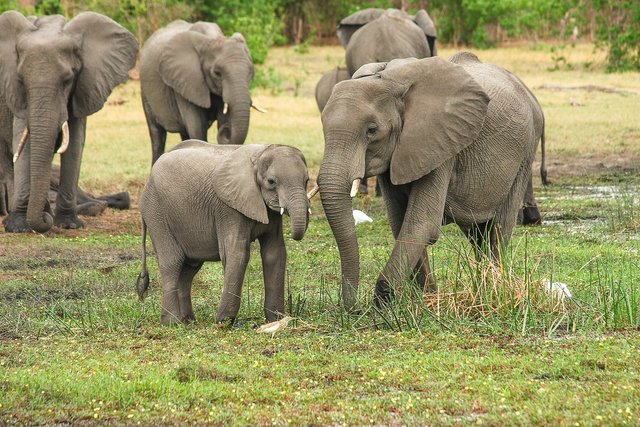 elephants-gef085402f_1920.jpg