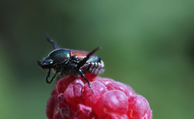 Asian Beetle.jpg