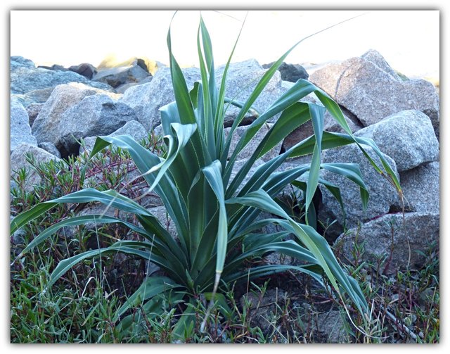 PLANT AND ROCKS.jpg