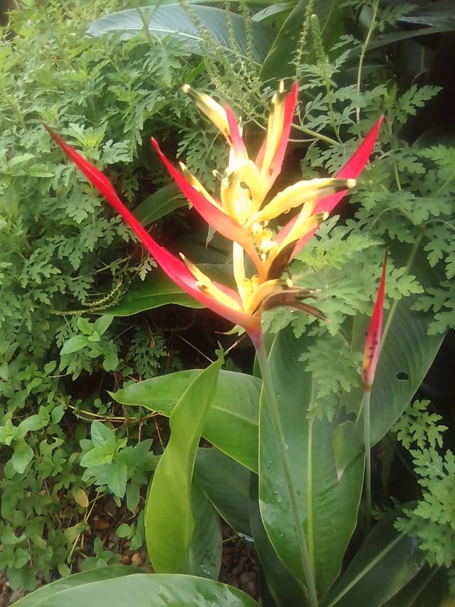 heliconia roja y amarilla.jpg