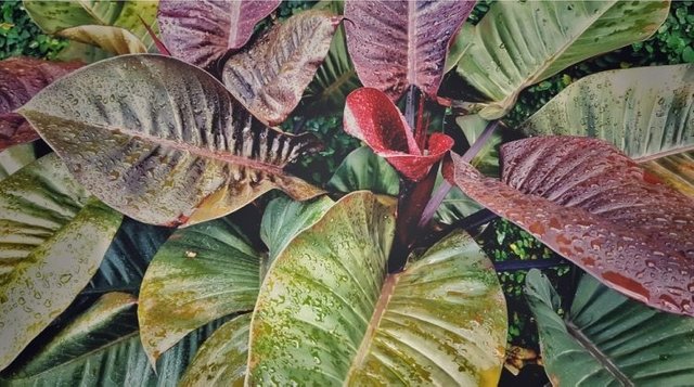 red-leaf-philodendron.jpg