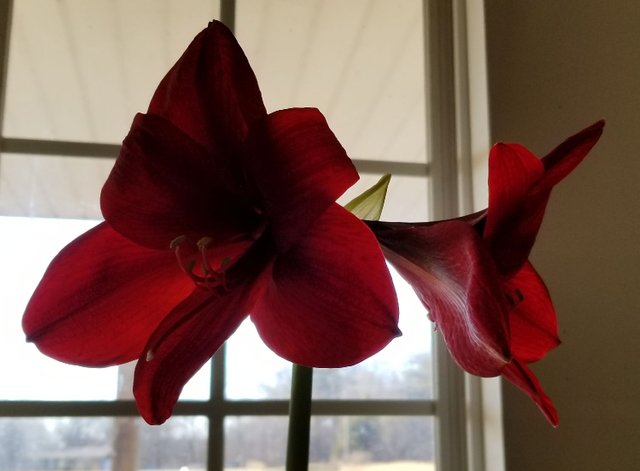20190130_152516 - Blooming red amaryllis.jpg