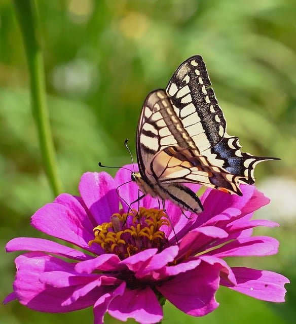 butterfly-9801772_640.jpg