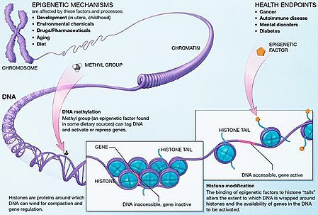 Epigenetics.jpg